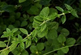 Image result for Hexasepalum sarmentosum