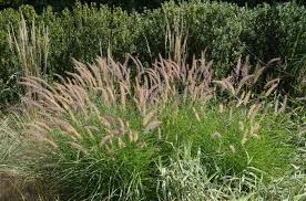Maybe you would like to learn more about one of these? Pennisetum Orientale Karley Rose Oriental Fountain Grass From Johnson Farms Inc