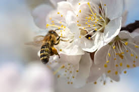 While not every pest leaves behind droppings, many do. What You Need To Know About Bee Exterminators This Old House