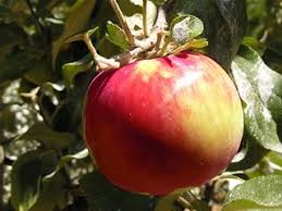 We did not find results for: Heirloom Fruit Trees For Home Farm Trees Of Antiquity Rooted Organic Apple Tree Apple Tree Gardening Fruit Tree Nursery