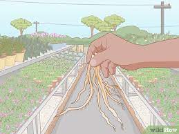 We did not find results for: How To Plant Asparagus Roots 8 Steps With Pictures Wikihow
