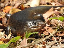 Check spelling or type a new query. Land Mullet Bellatorias Major Inaturalist