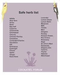 Bird Doesn T Care About Being Eaten Pin By Deanna Godshall On Cockatiel Cockatiel Herbs List Cockatiel Care