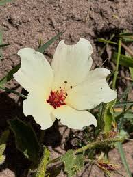 Image result for Hibiscus aethiopicus