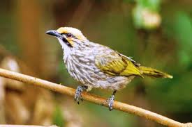 Burung ini memiliki daya tarik pada suaranya yang sangat indah, lantang dan menghibur sehingga burung ini acap kali diperlombakan di kontes burung kicau. Download Suara Burung Cucak Jenggot Mini Gacor Mp3 Harga