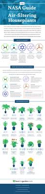 This Graphic Shows The Best Air Cleaning Plants According