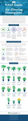 this graphic shows the best air cleaning plants according