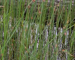 Image result for Schoenoplectus sp.no.3