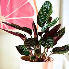 Image result for calathea