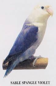 We did not find results for: Galeri 36 Lovebird Warna Ngetrend Pertengahan 2012 Sable And Pied Dominant Om Kicau