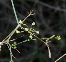 Image result for Commicarpus