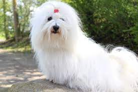 It is very playful and grows highly attached to its family, even to the point of developing separation anxiety! Coton De Tulear Hamburg Coton De Tulear