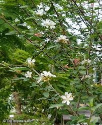 Image result for Melochia