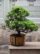 Look through examples of plant pot translation in sentences, listen to pronunciation and learn grammar. Bonsai Wikipedia