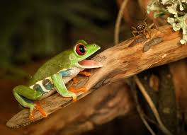 Log water food bowl dish bearded dragon crested gecko reptile lizard frog turtle. What Do Frogs Eat What To Feed To Frogs Petmd