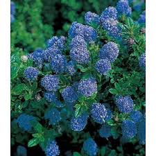 Immergrune Sackelblume Blauer Ceanothus Blue Mound 1 Pflanze Online Kaufen Die Moderne Hausfrau Ceanothus Blue Mound Pflanzen Straucher Garten