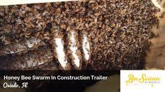 Maybe you would like to learn more about one of these? Bee Serious Bee Removal Beeseriousllc Profile Pinterest