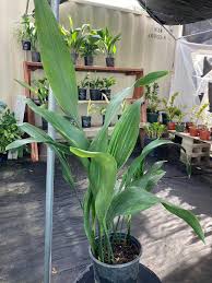 Image result for Aspidistra elatior
