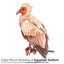 Bird of prey egyptian vulture beak, drawing hair vulture, animals, fauna, wildlife png. Egyptian Vulture Colored Pencils Drawing Egyptian Vulture With Color Pencils Drawingtutorials101 Com