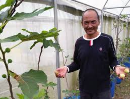 Bagi pertumbuhan yang baik dan subur, ia memerlukan tanah. Ramai Tak Tahu Pokok Tin Boleh Ditanam Di Malaysia Dan Ada Yang Mengusahakannya Iluminasi