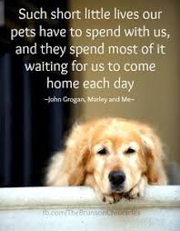 Quotes About Pets on Pinterest | Pet Quotes, Dogs and Love My Dog via Relatably.com