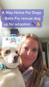 Adopt don't shop 💜 #adoptme #rescuedog #babsfry #adoptthisdog #sandiego  #sandiegocounty #socal #southerncalifornia #adoptdontshop #beagle #corgi  #dogsoftiktok #fosterdog #fosterdogsoftiktok ...