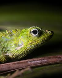 Image result for Urochloa jubata