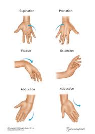 Image result for Normal Anatomic Position of the Hand and Wrist