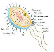 Image result for http://dramarnathgiri.blogspot.in/