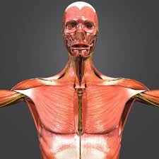 Human Body Muscles 3d Model Human Body Muscles Medical Illustration Muscle Body