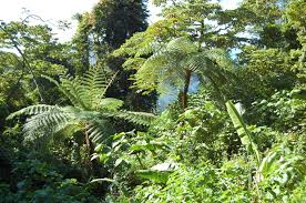 Image result for Cyathea manniana