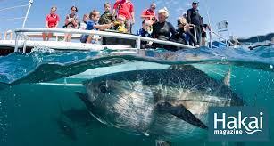 When found, the tuna fish will escape with its hands in its pockets hiding away the shame of being found by an awesome person. Swimming With Tuna Hakai Magazine