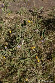 Image result for Solanum campylacanthum 'panduriforme type'