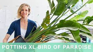 How To Pot Care For Giant Bird Of Paradise Plant In Self Watering Lechuza Planter Youtube Paradise Plant Bird Of Paradise Plant Birds Of Paradise
