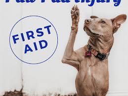 Cat biting cat activity cat attack cat training pads lots of cats cat scratcher cat shedding cat condo north american pet cat condos, cat scratchers, and cat trees. First Aid How To Treat A Dog S Paw Pad Injury Pethelpful By Fellow Animal Lovers And Experts