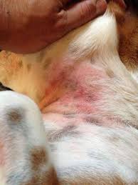 Dog Neck Rash Rash On Dogs Belly Dog Skin Allergies Dog Rash