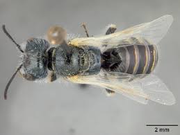 Image result for Isoglossa perdita