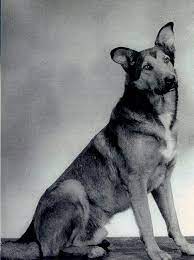 Bing The Dog Of War Who Parachuted Into France To Become A D Day Hero War Dogs Military Dogs Dog Hero