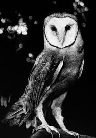 Barn Owl Melissa Helene Fine Arts Photography 5x7 Scratchboard Www Melissahelene Com Owl Animalart Bi Scratchboard Art Scratchboard Artists Scratchboard