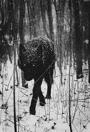 Wonderlandnowhere Wn Schwarzer Wolf Ausgestopftes Tier Tiere