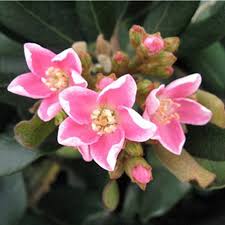 Image result for Rhaphiolepis umbellata