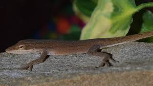 Lizard found in kindergartner's salad now a class pet