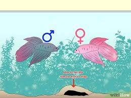 Siamese fighting fish, betta fish are very beautiful and interesting freshwater tropical fish that are easy to care for and great aquarium fish. How To Take Care Of A Siamese Fighting Fish 11 Steps