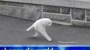 Goodb ye. after the first iteration featuring a rat smoking a cigarette spread, a twitter user made a video edit pairing the image with audio, leading to the creation of multiple other iterations. Change Da World My Final Message Know Your Meme