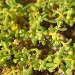 Image result for Zygophyllum simplex