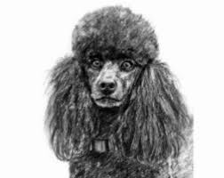 See more ideas about red poodles, poodle puppy, poodle. Wrens Poodles Home