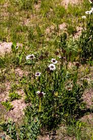 Image result for Callilepis laureola