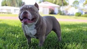 Parents are guard dogs for neighbours family. Dog Dynasty Venom The 500 000 American Bully Facebook