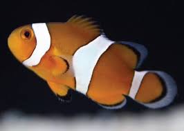 We're setting a new standard for pet health and wellness. Clowns And Damselfish Care Sheet Petco