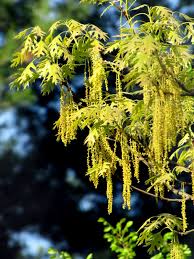 Image result for Bonamia velutina